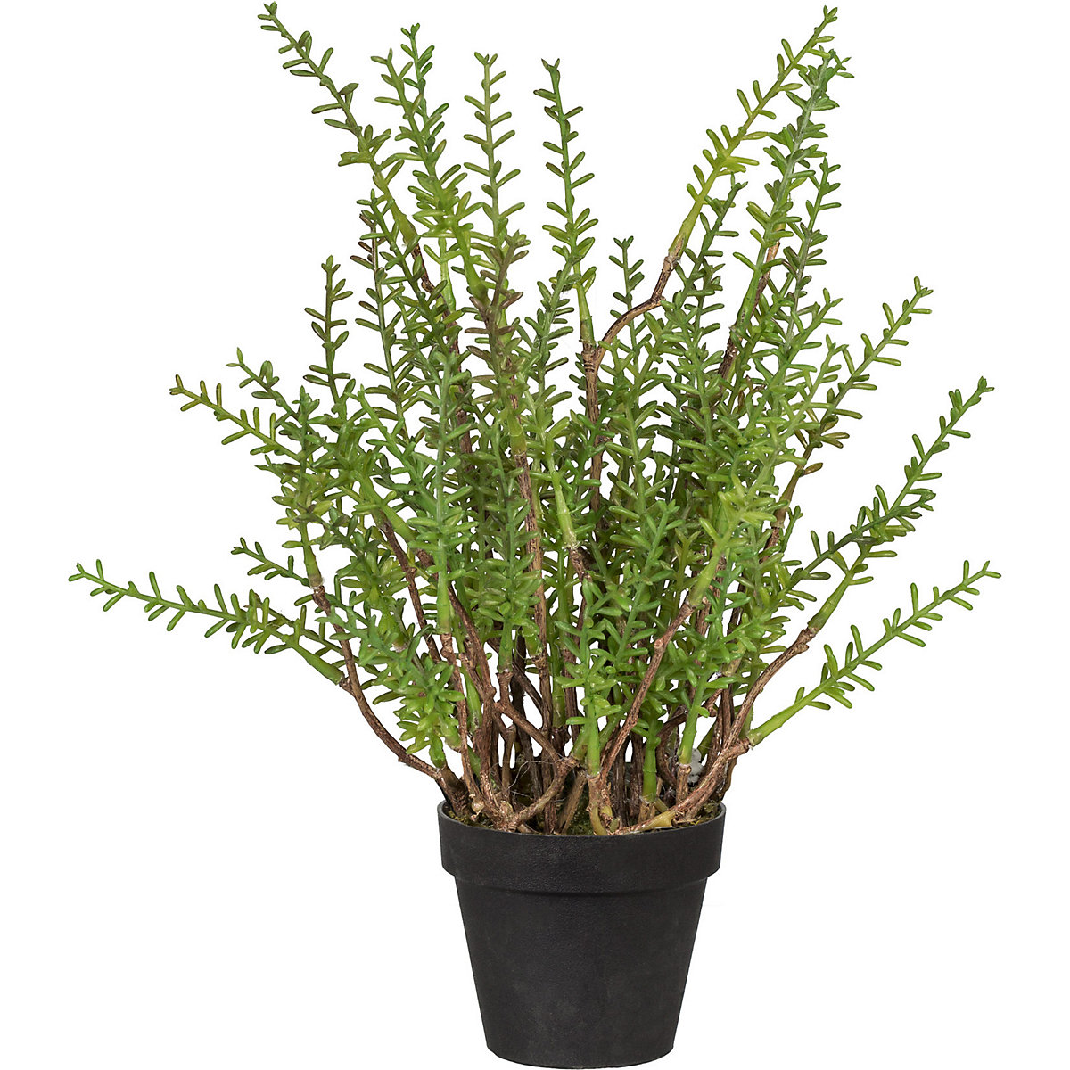 Thym citron (Illustration du produit 2)-1