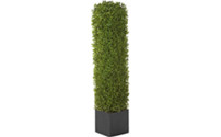 Boxwood tree column