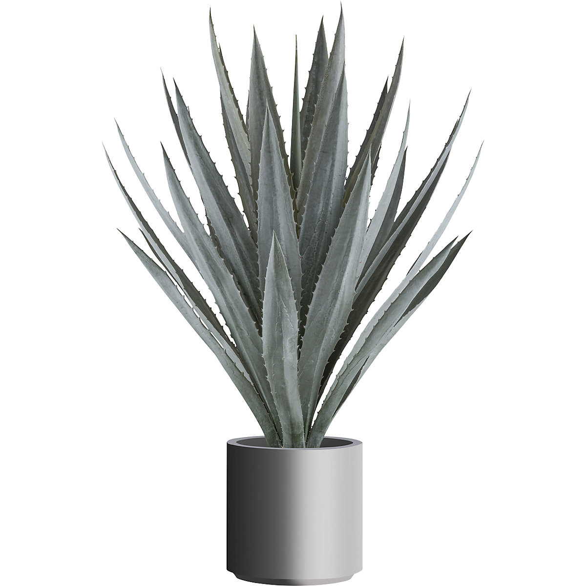 Agava tequilana
