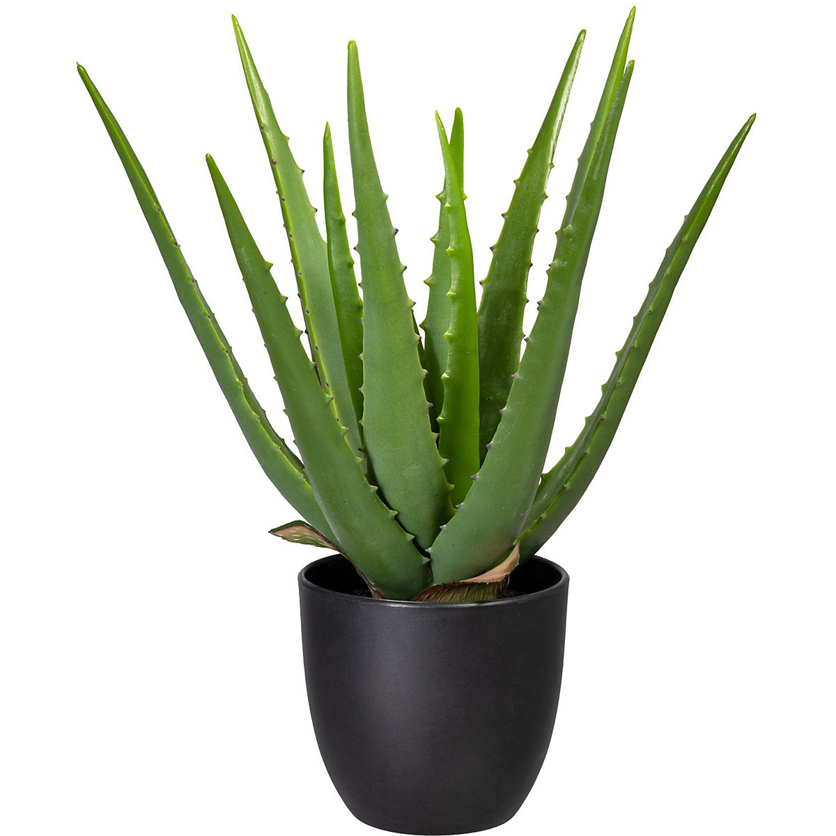 Aloe verde (Imagine produs 2)