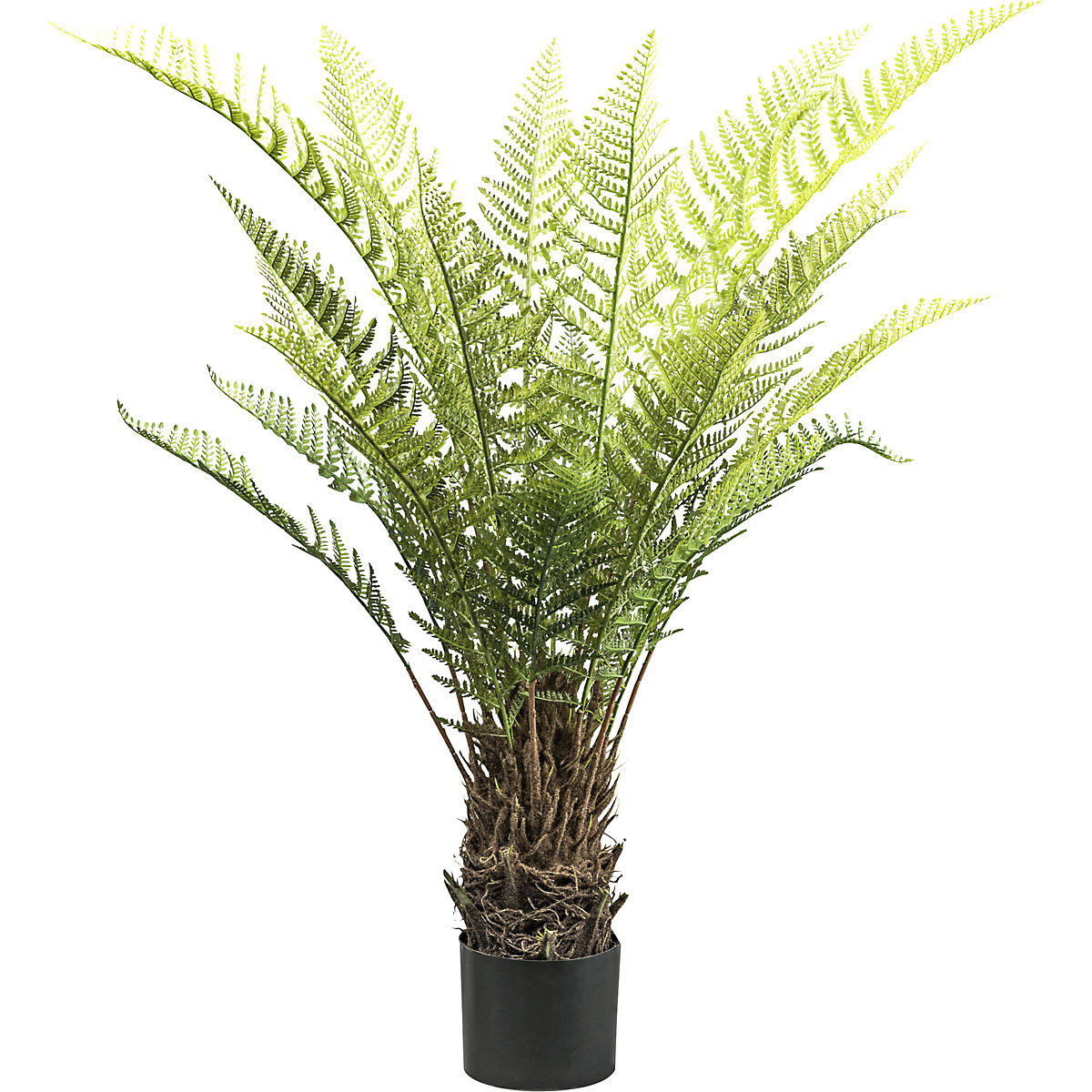 Ferigă arborescentă Dicksonia