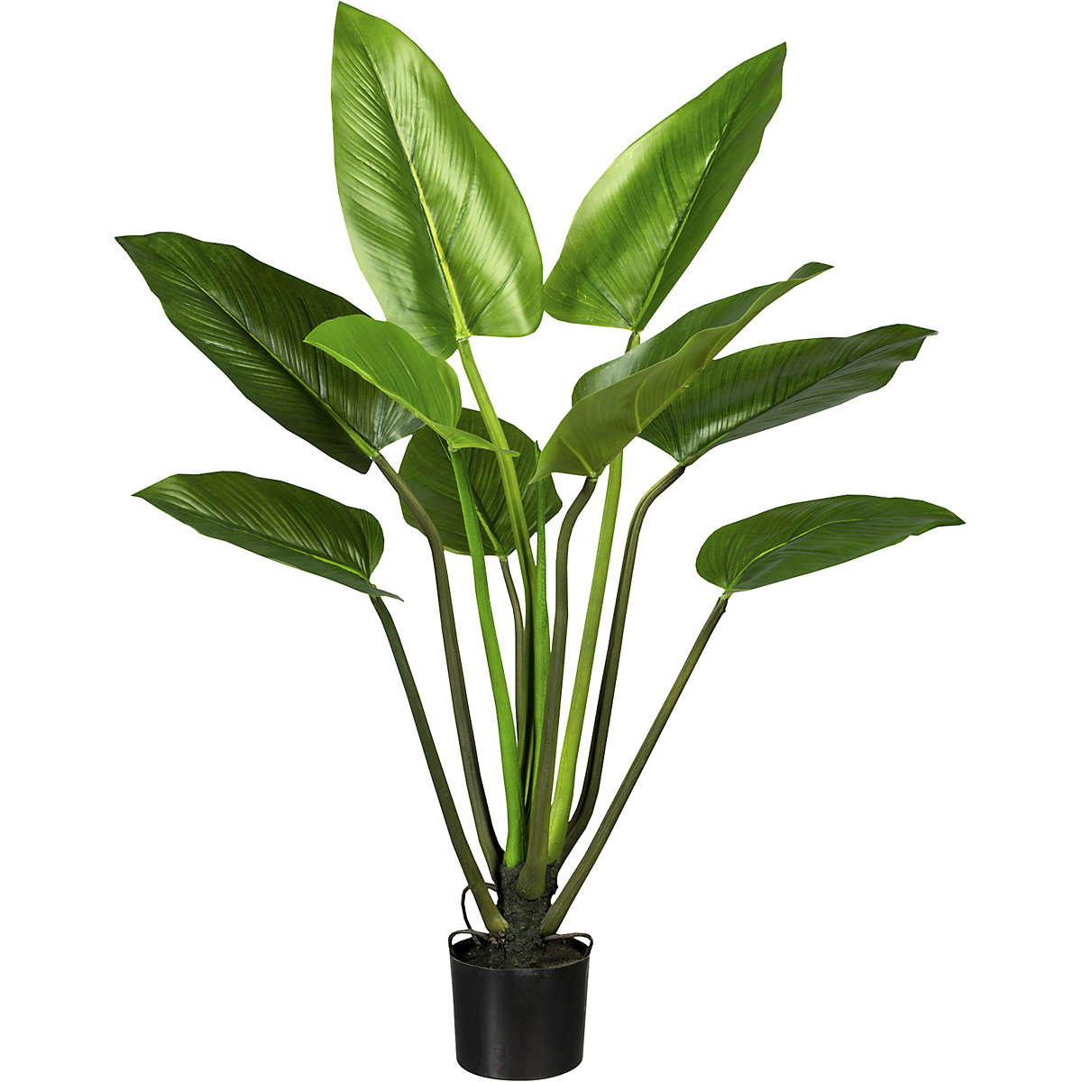 Filodendron