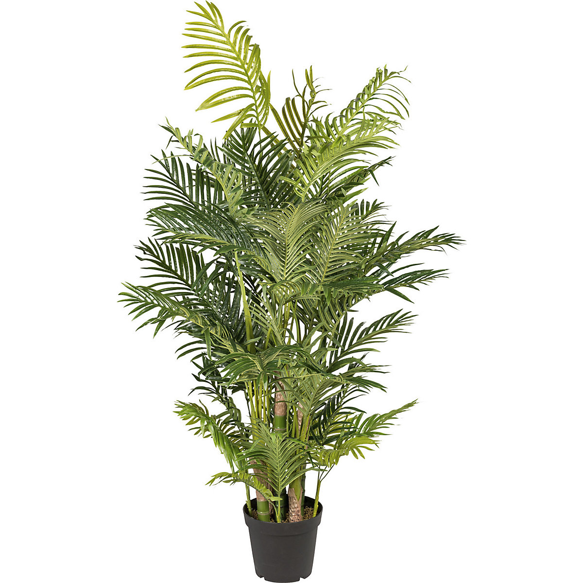 Palmier Areca, real touch