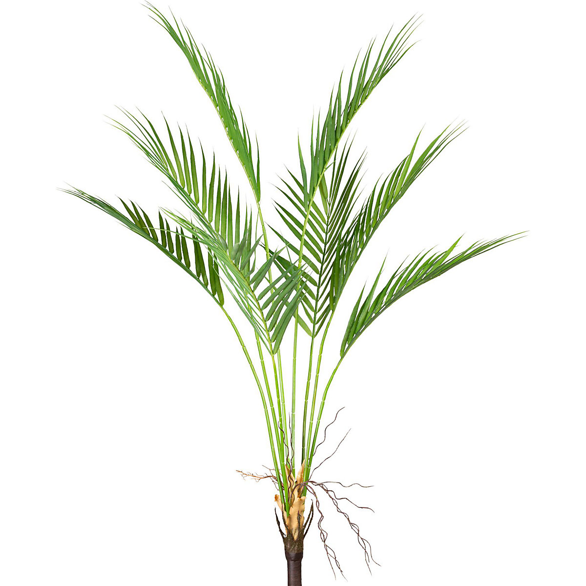 Tufă de palmier Areca (Imagine produs 2)