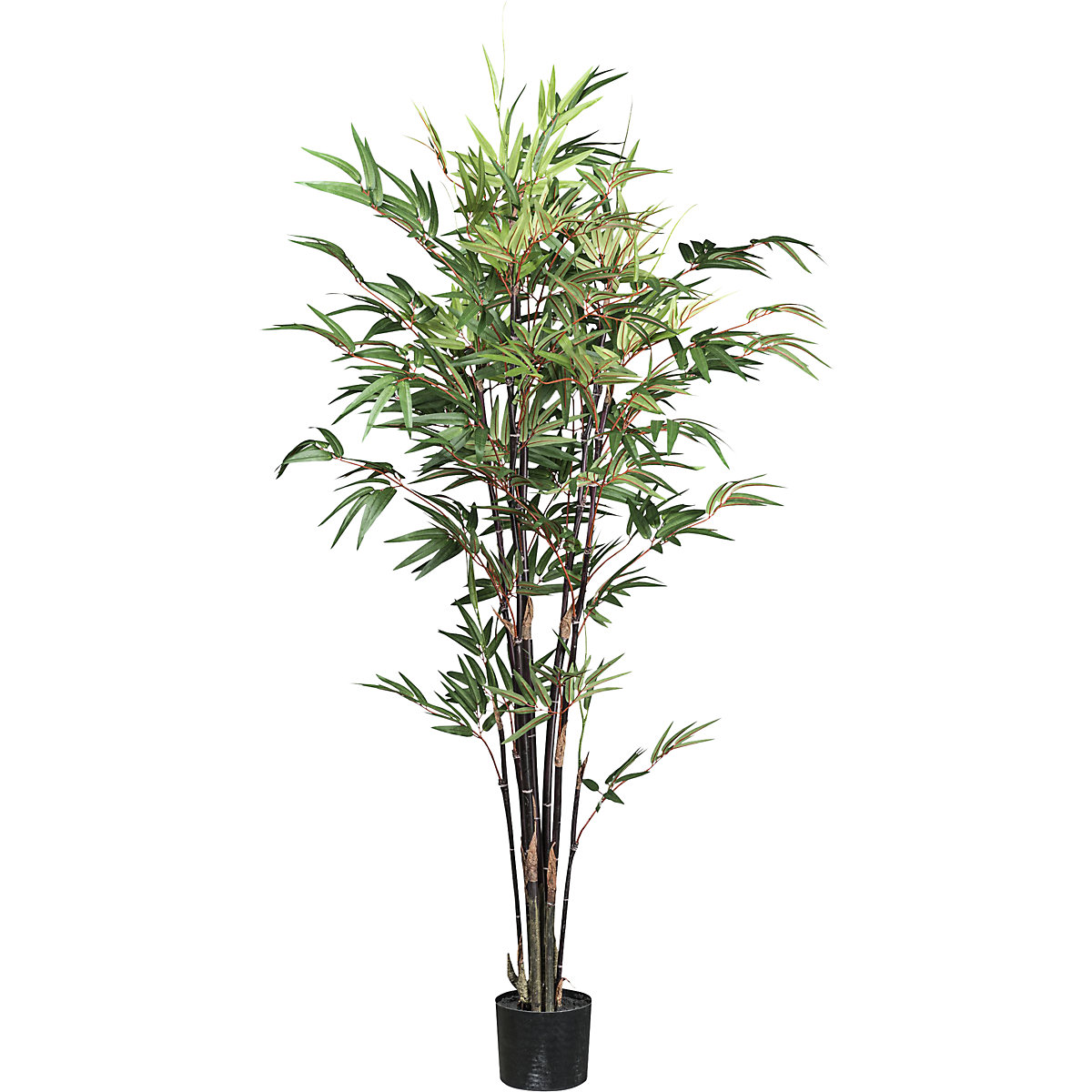 Bambu Chinese wonder