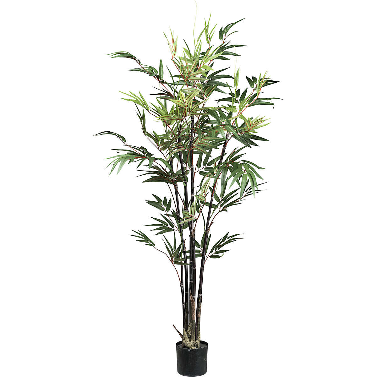 Bambu Chinese wonder