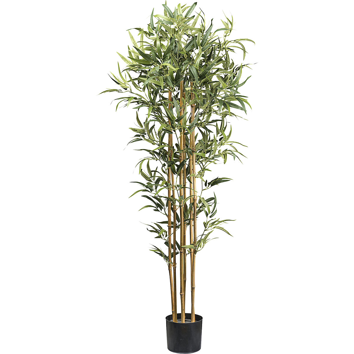 Bambu