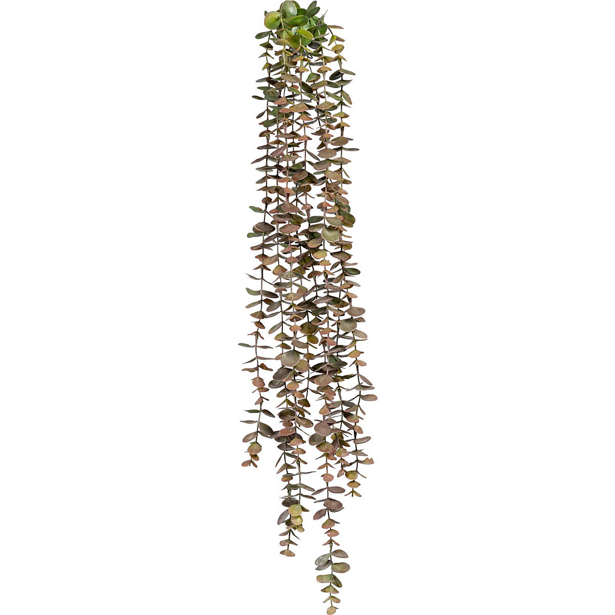 Folhas de eucalipto pendentes (Imagem do produto 2)-1