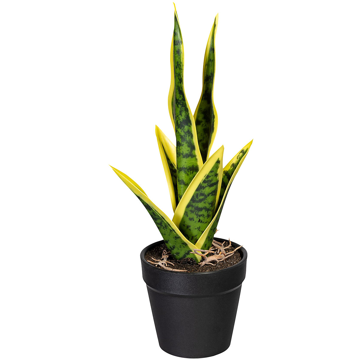 Mini-Sanseveria (Imagem do produto 2)-1