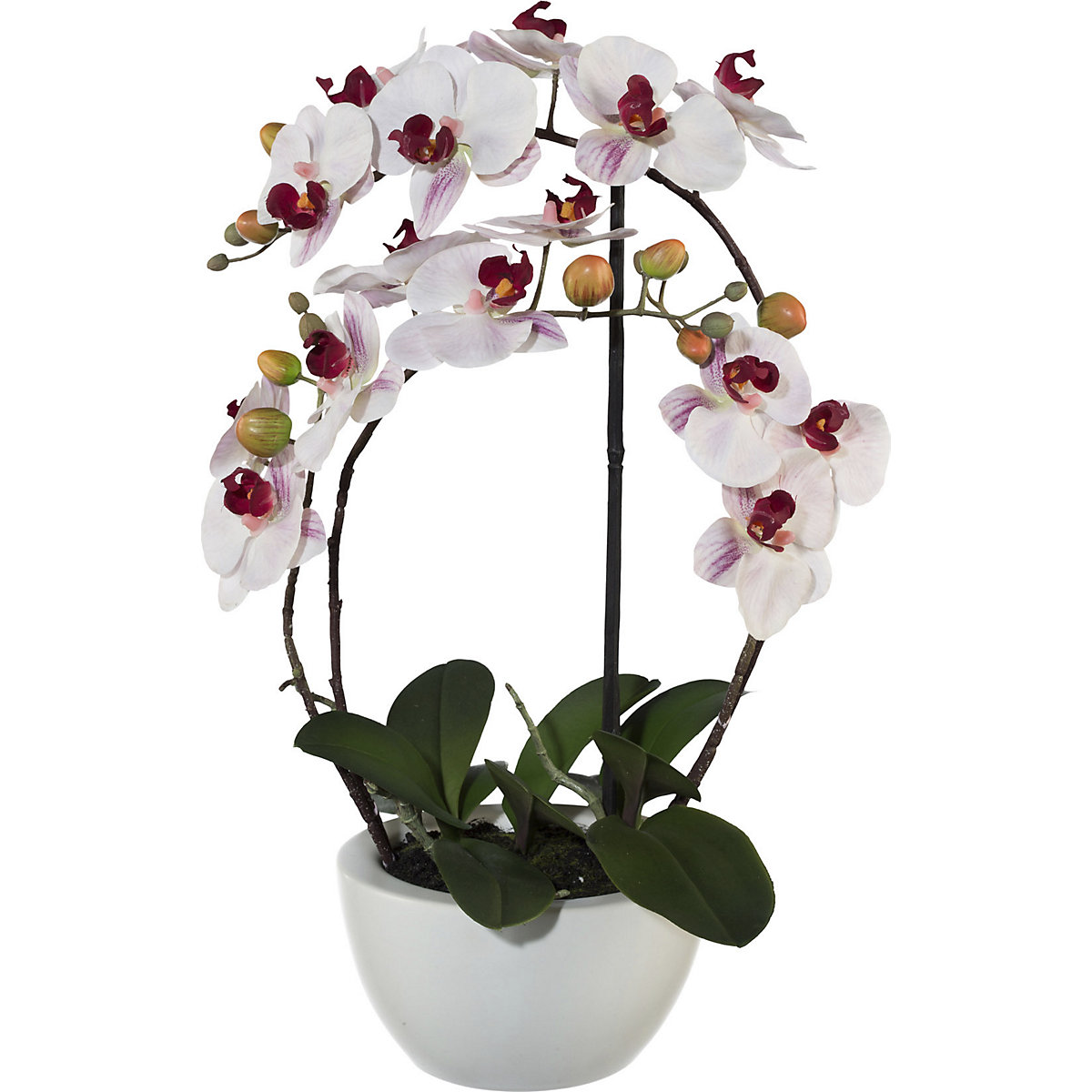Orquídea, altura 520 mm, em vaso cerâmico, flor em cor-de-rosa, padrão 3D-2