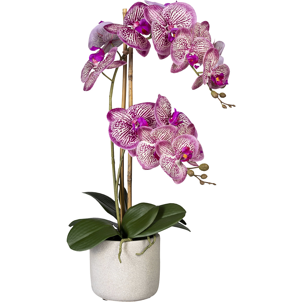Orquídea, toque real