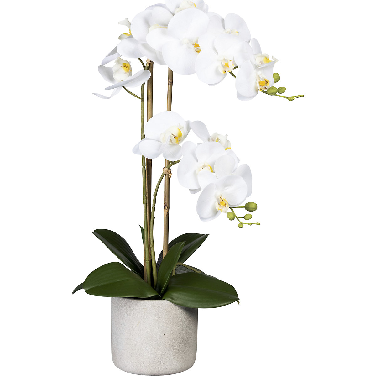 Orquídea, toque real
