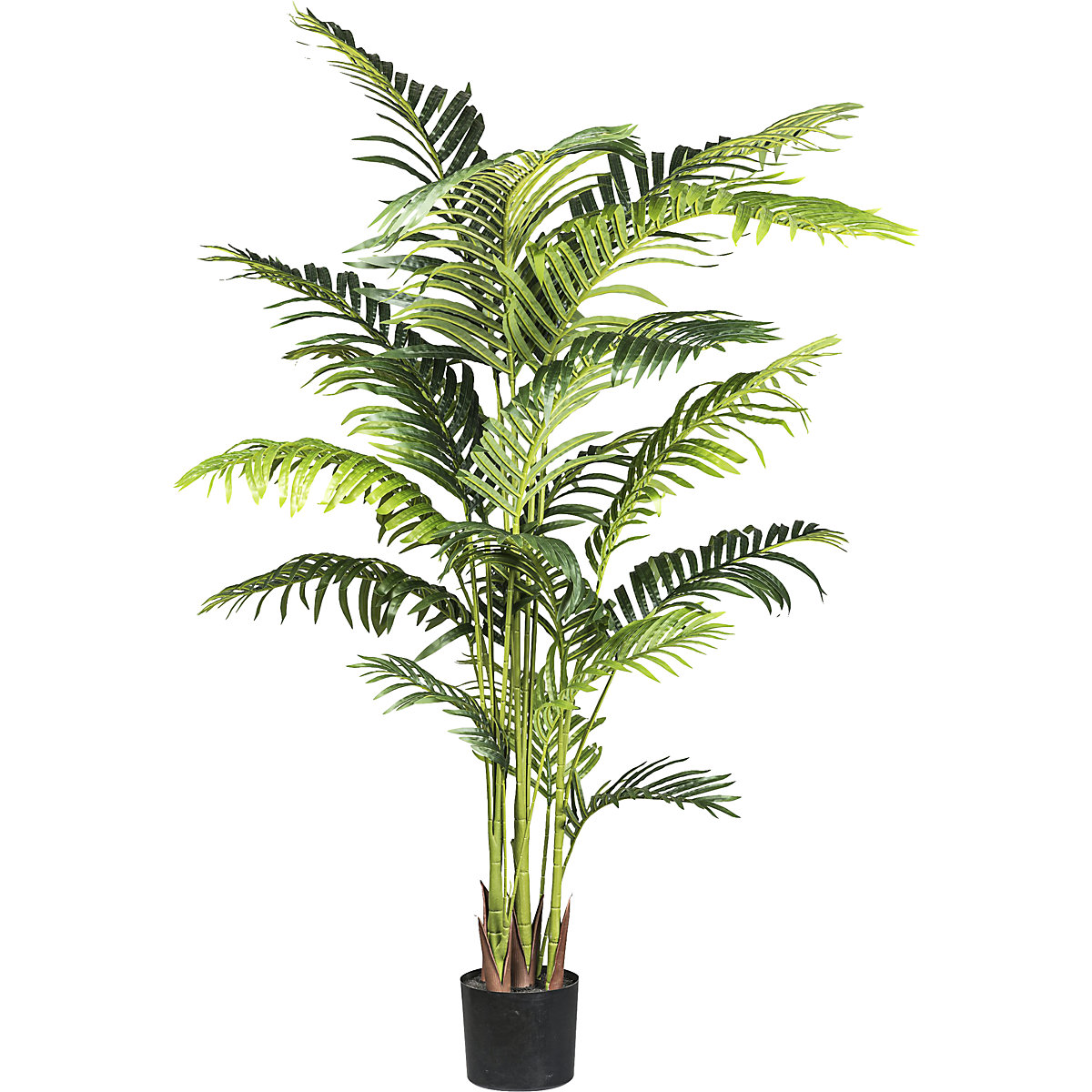 Palmeira Kentia