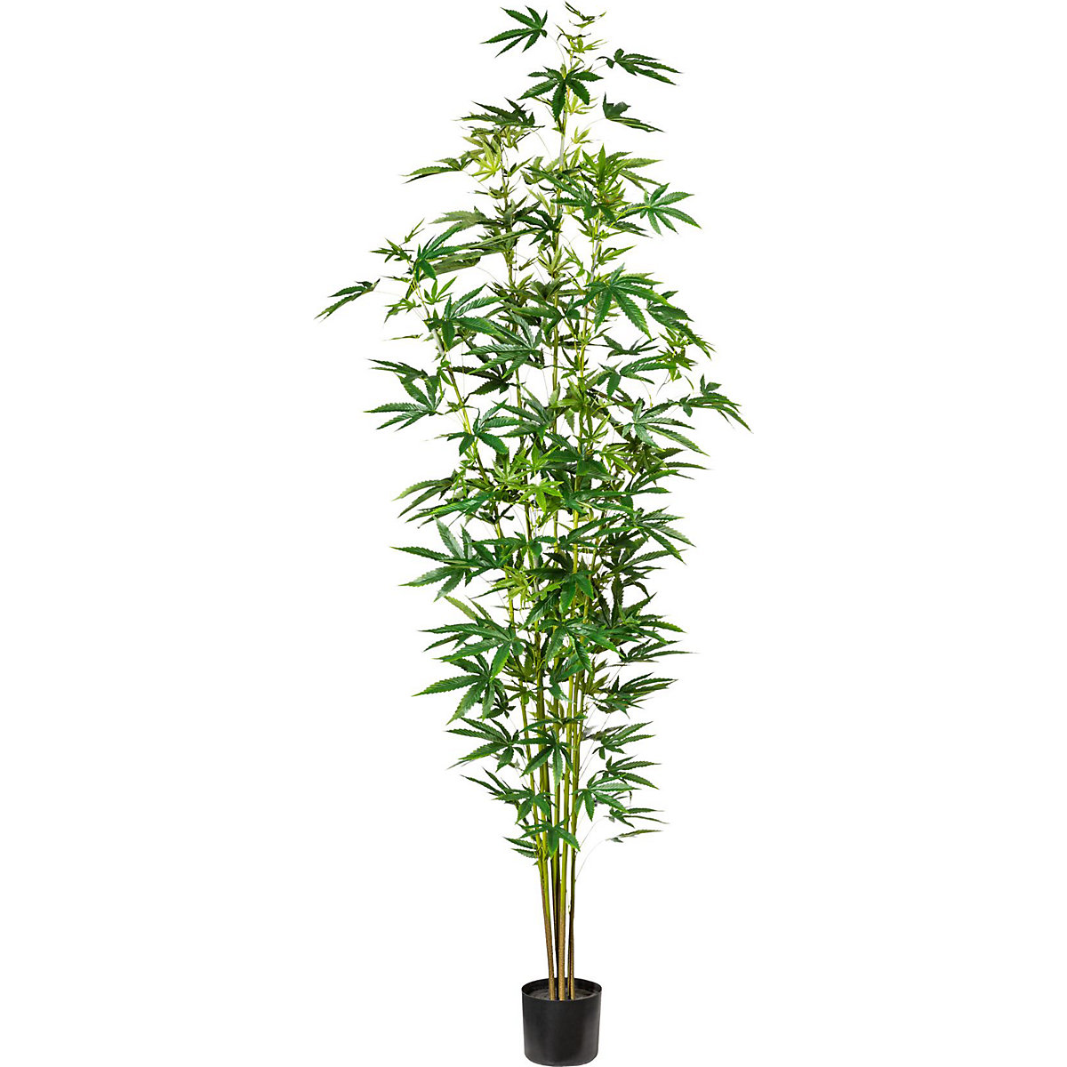 Planta de cânhamo ornamental, em vaso de plástico, altura aprox. 2100 mm-1