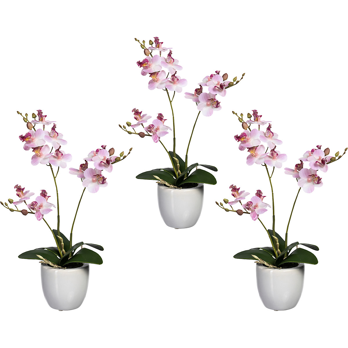 Mini orquídea: em vaso cerâmico, embalagem de 3 unid. | KAISER+KRAFT