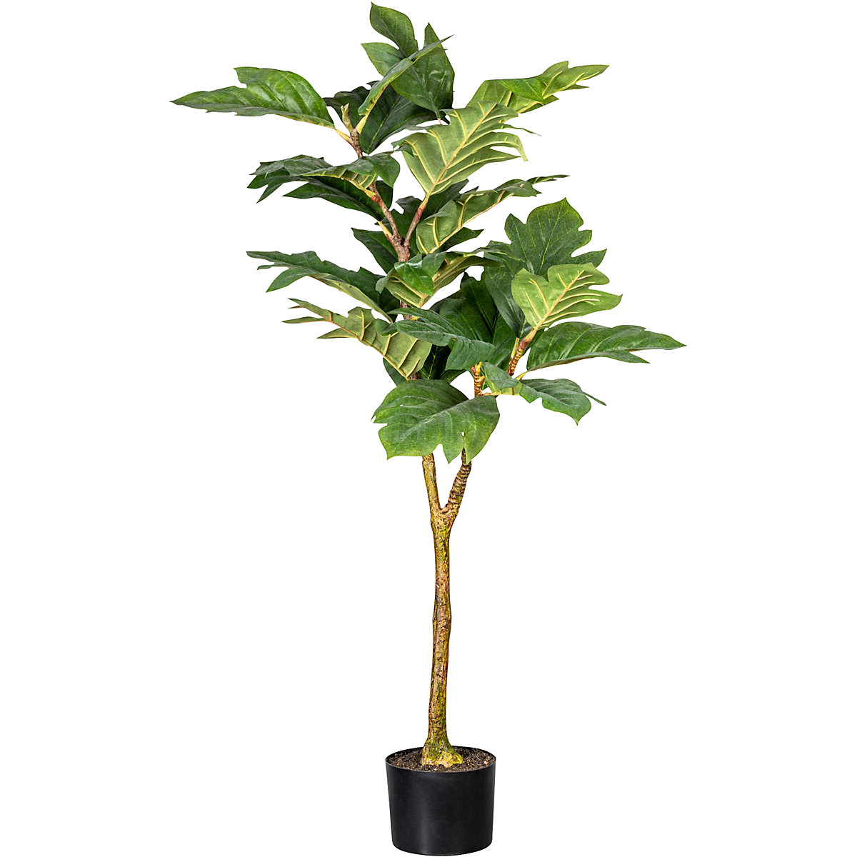 Artocarpus (árvore-do-pão)