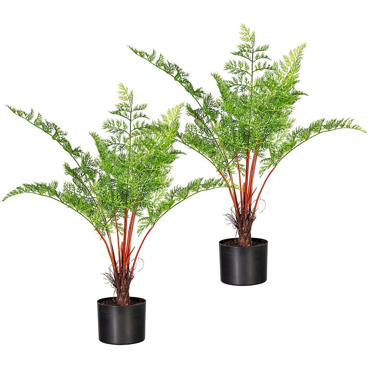 Daucus carota, arbusto em vaso de plástico, embalagem de 2 unid., altura aprox. 750 mm