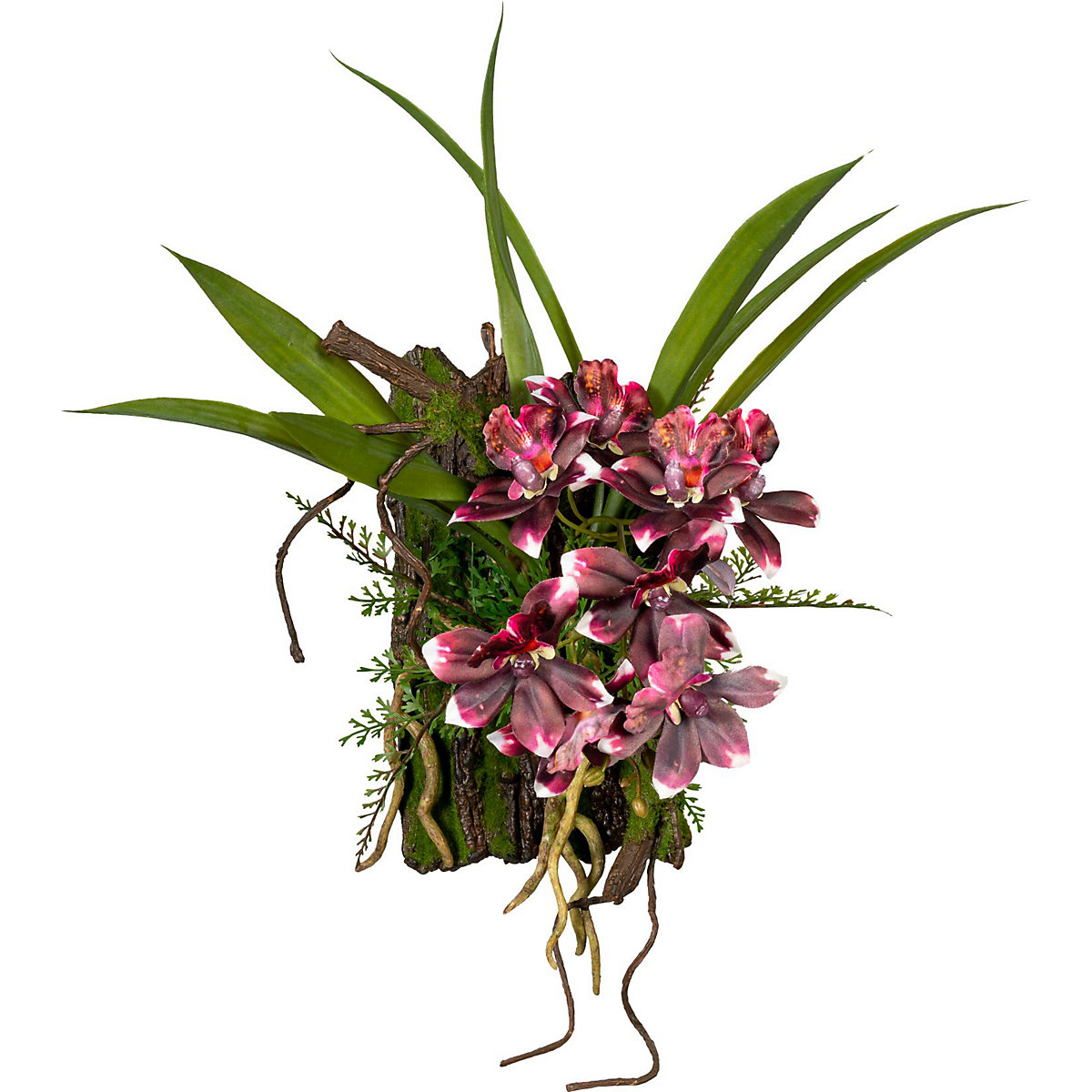 Dendrobium sobre casca (Imagem do produto 4)
