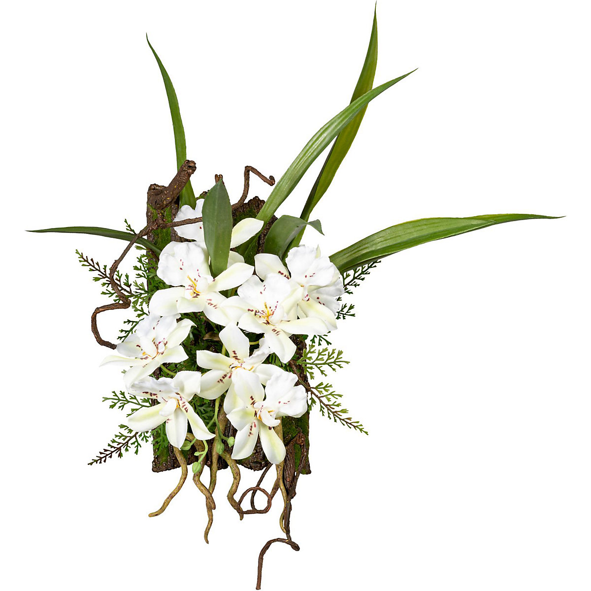 Dendrobium sobre casca (Imagem do produto 5)
