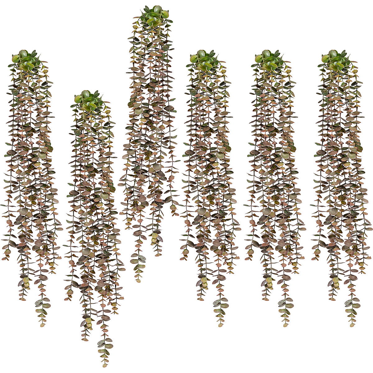 Folhas de eucalipto pendentes