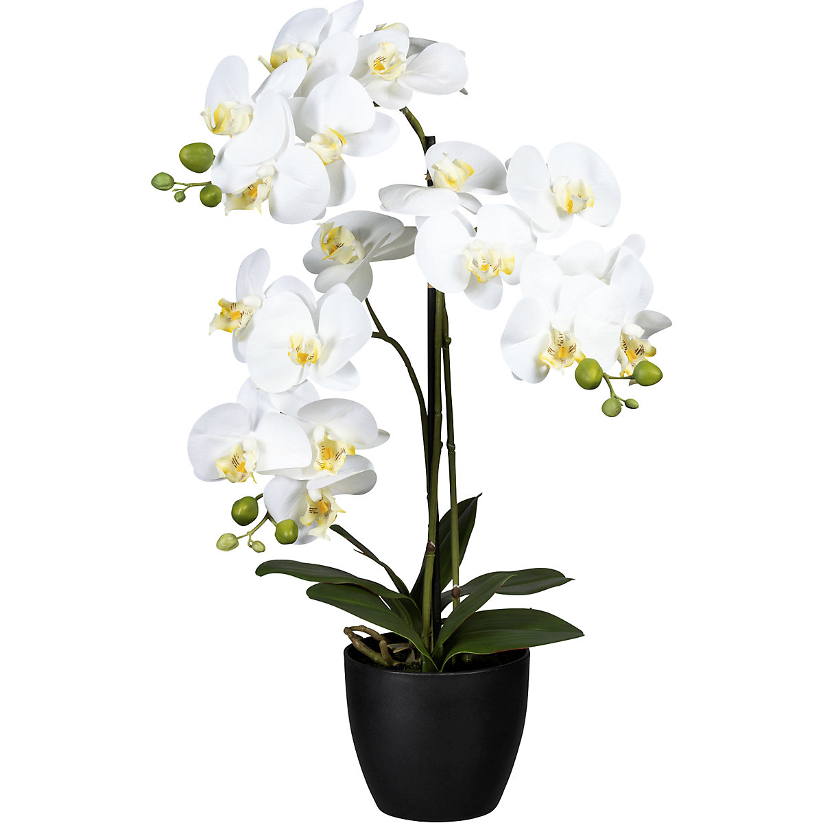 Orquídea: em vaso de plástico, com terra | KAISER+KRAFT