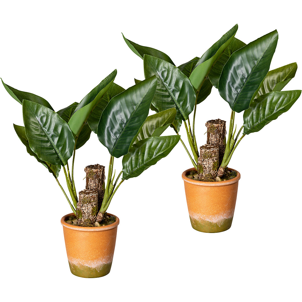 Planta com folhas de canácea, embalagem de 2 unid., em paperpot com gravilha, altura aprox. 450 mm