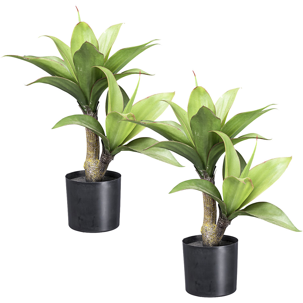Agave