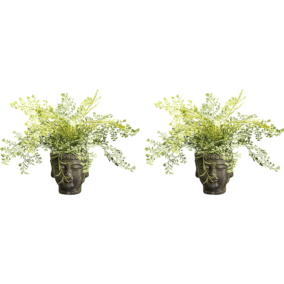 Arbusto adiantum