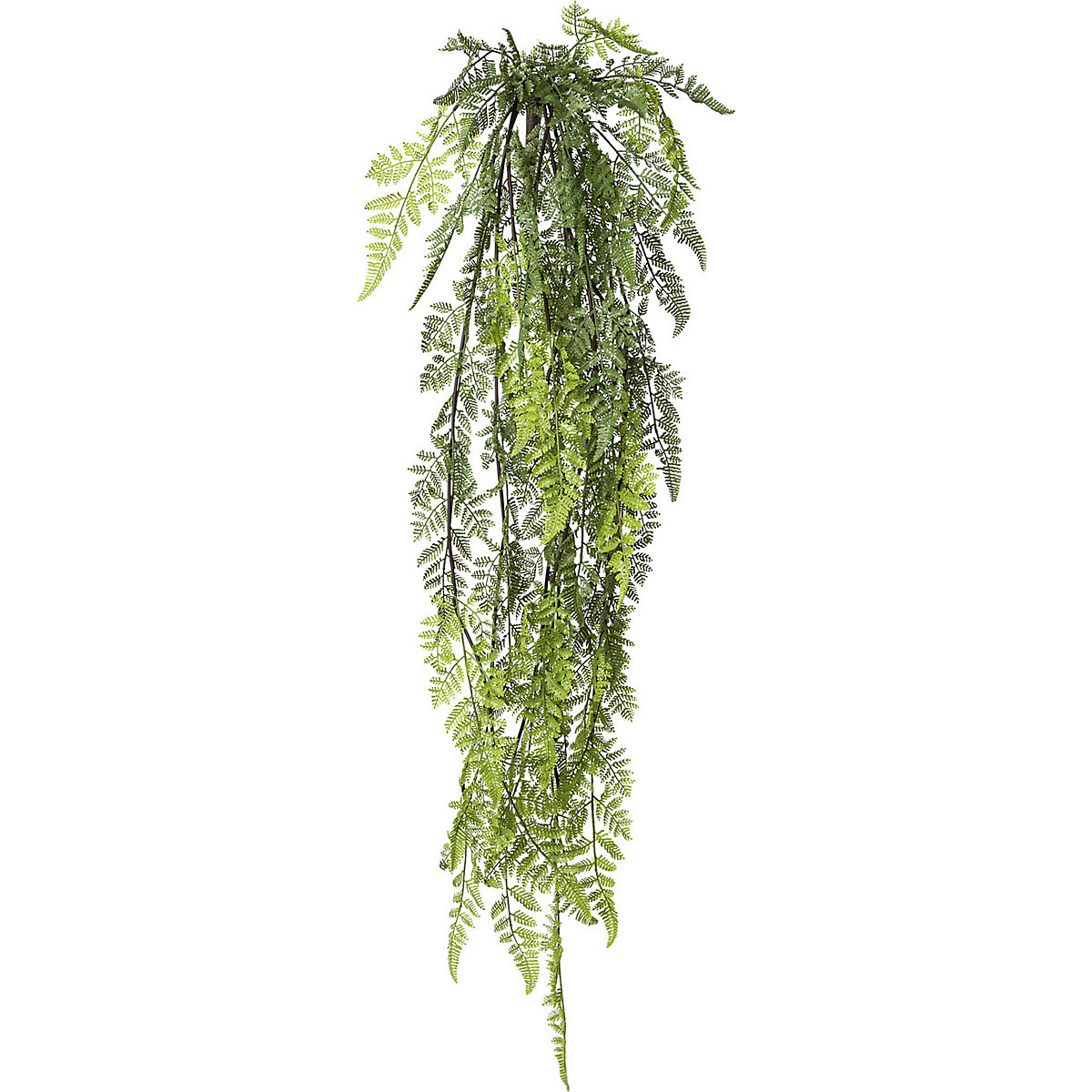 Arbusto colgante de helechos (Imagen del producto 2)-1