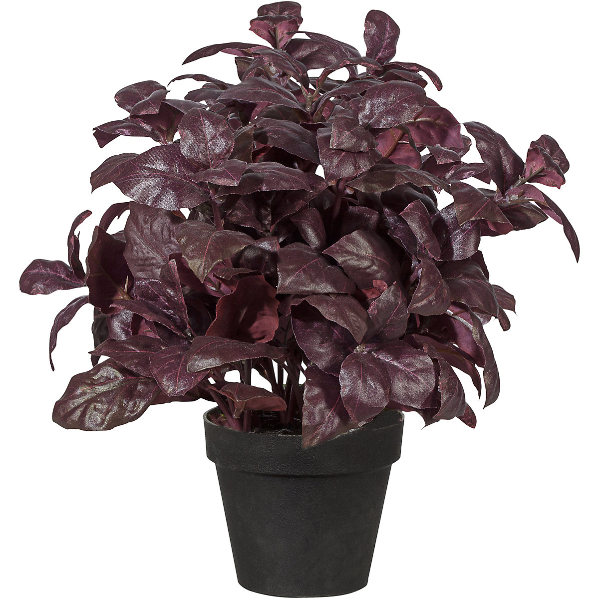 Arbusto de albahaca (Imagen del producto 6)-5