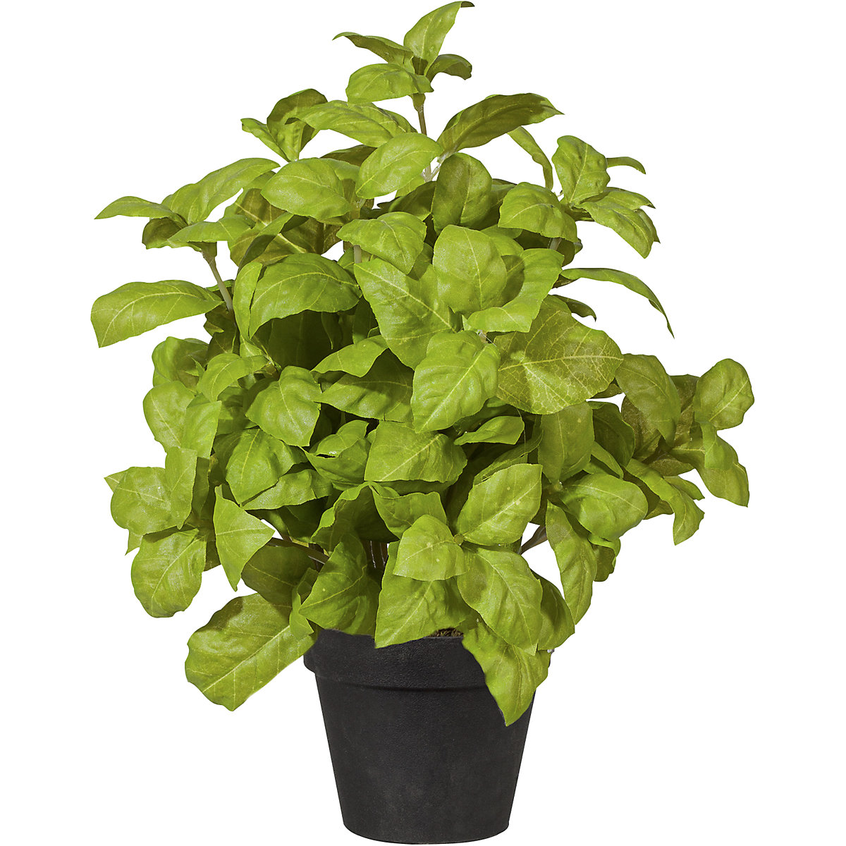 Arbusto de albahaca (Imagen del producto 2)-1