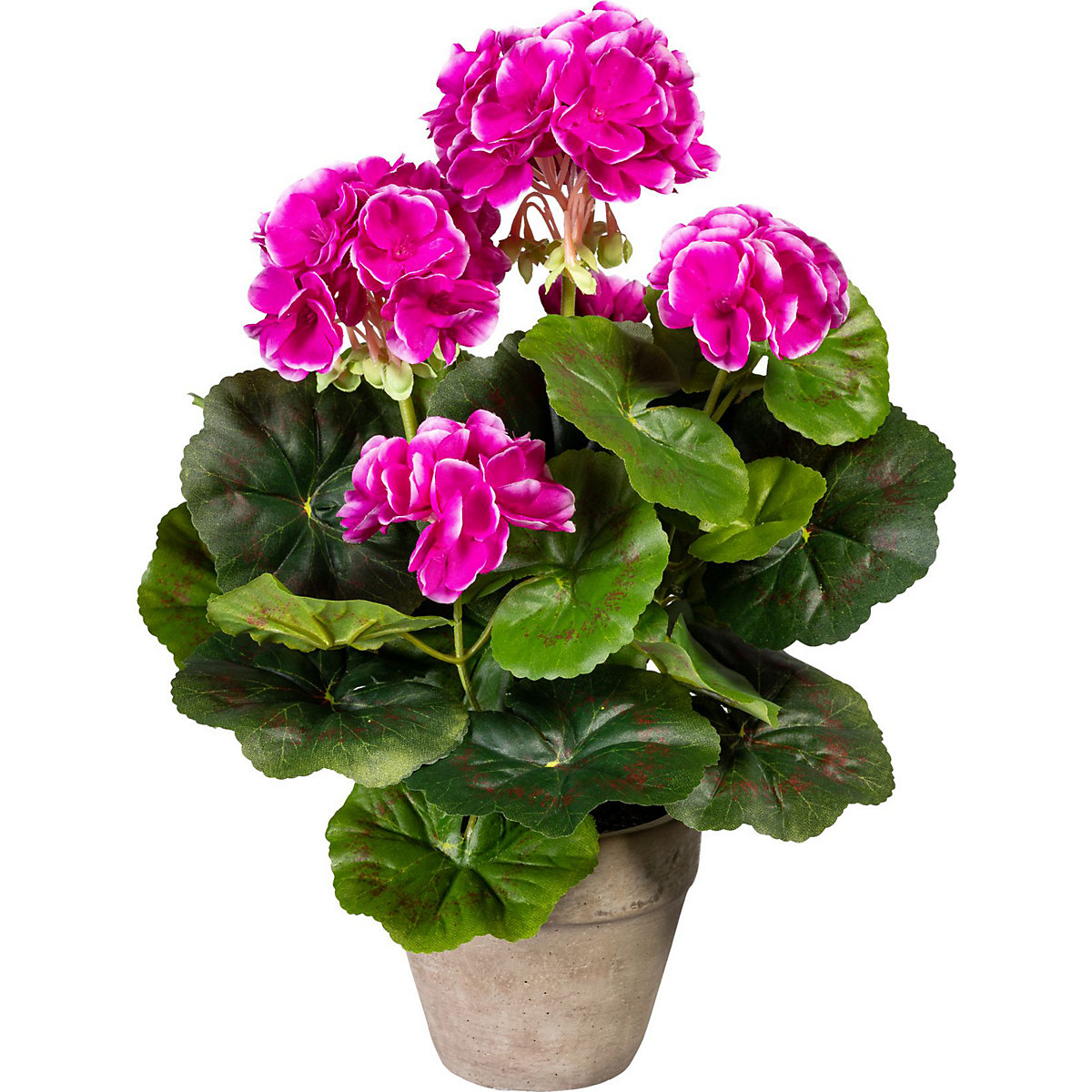 Arbusto de geranio (Imagen del producto 2)-1