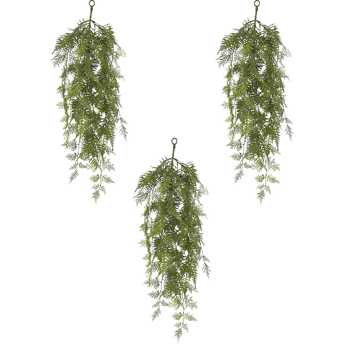 Asparagus setaceus colgante