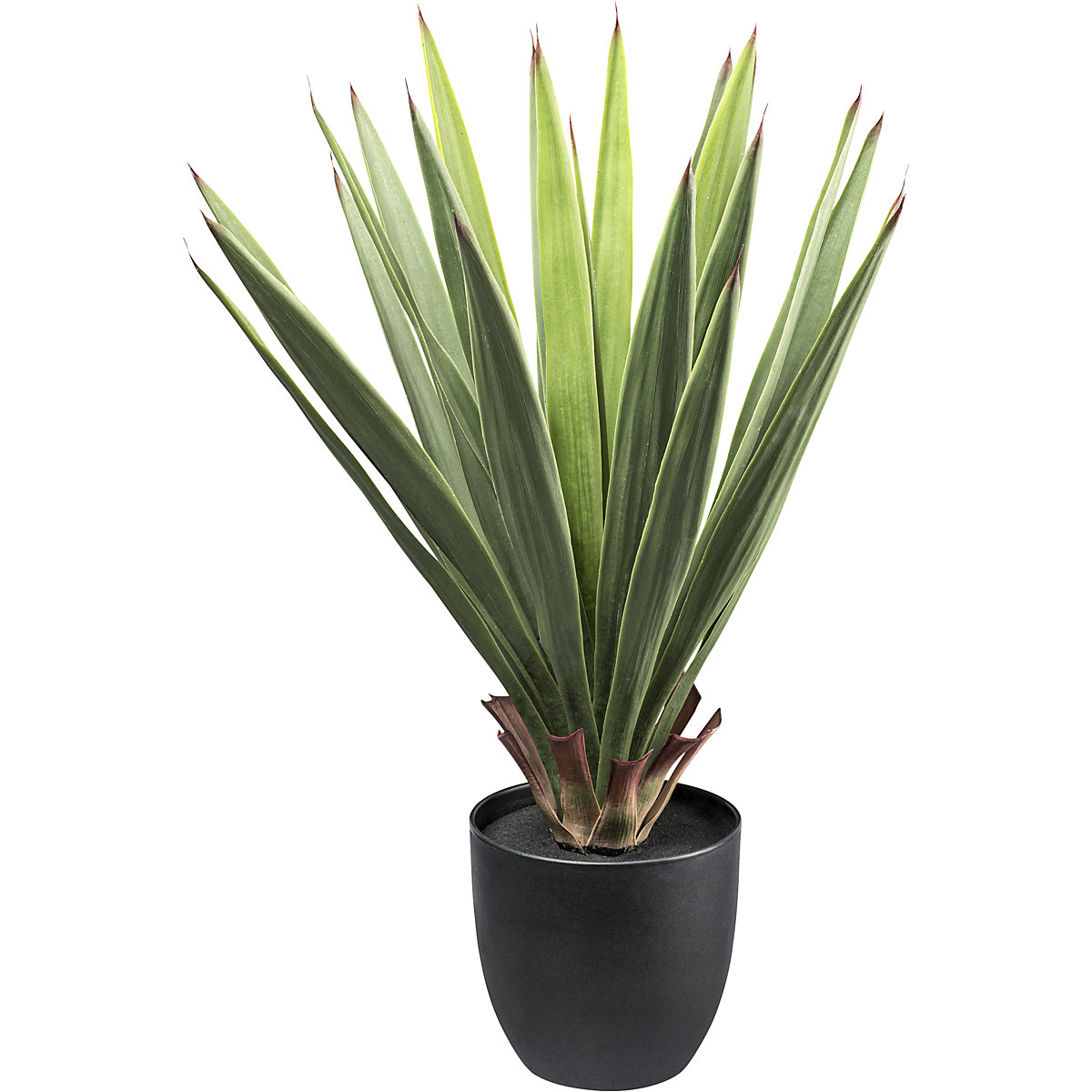 Dracaena