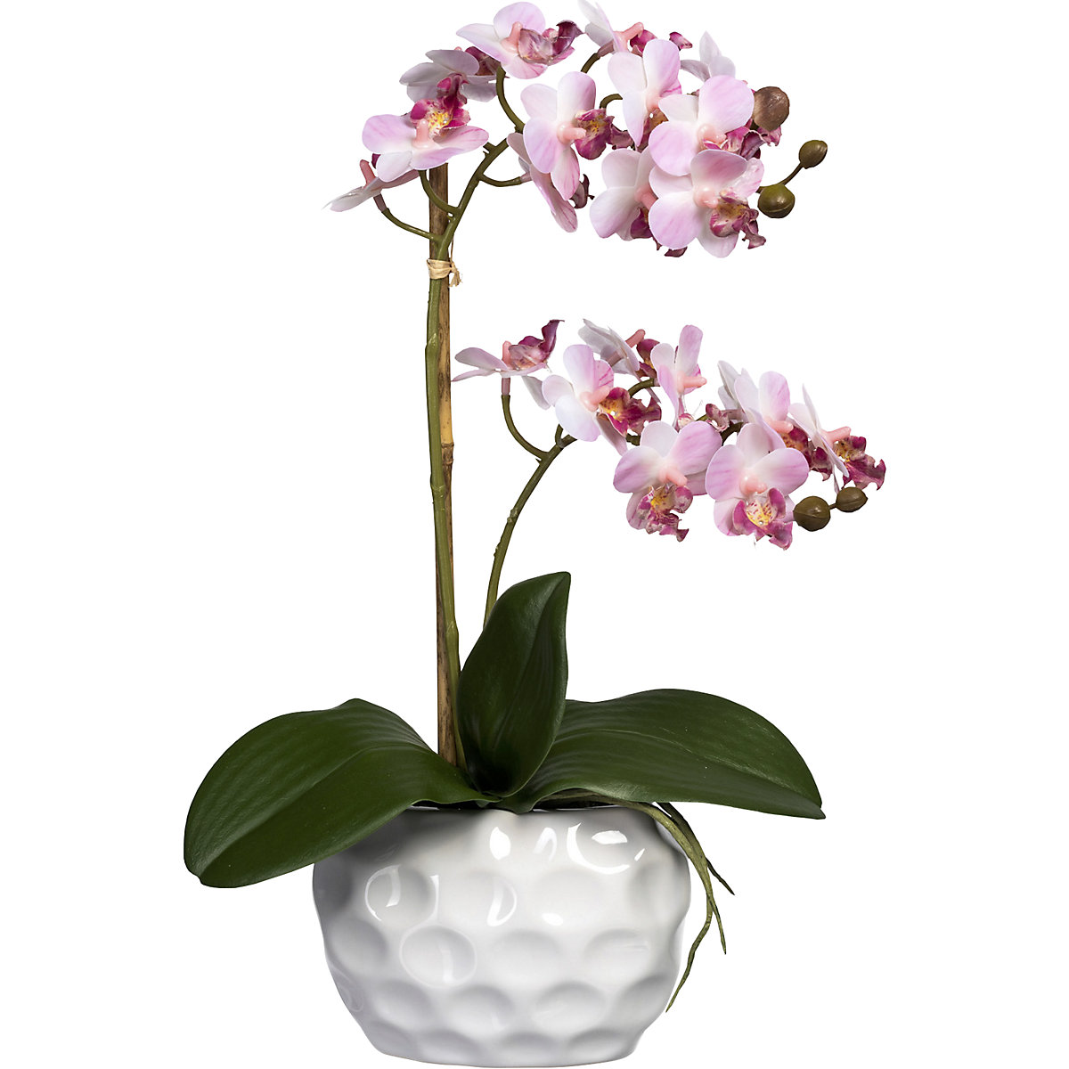 Mini Phalaenopsis (Imagen del producto 5)