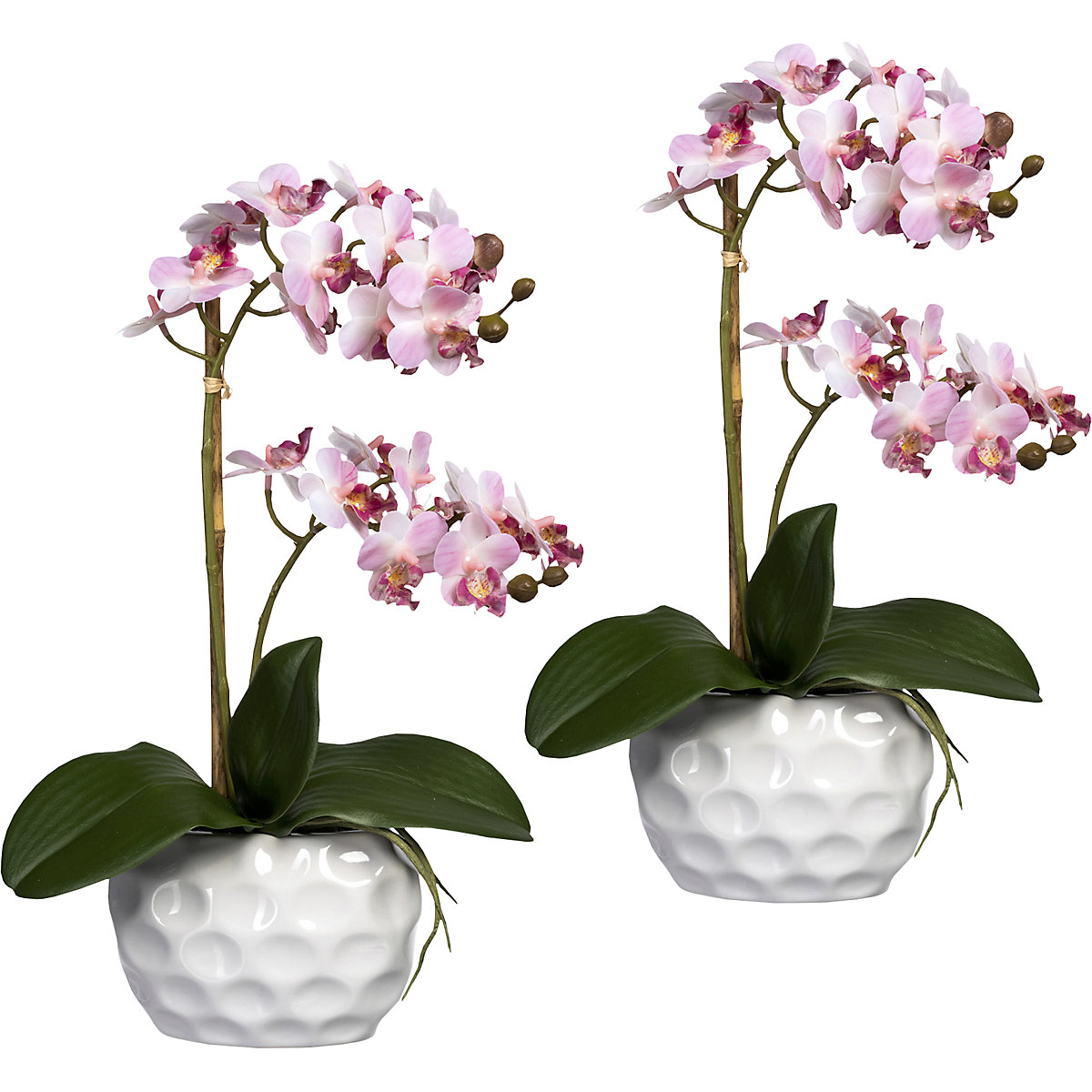 Mini Phalaenopsis, en jarrón de cerámica, UE 2 unid., rosa