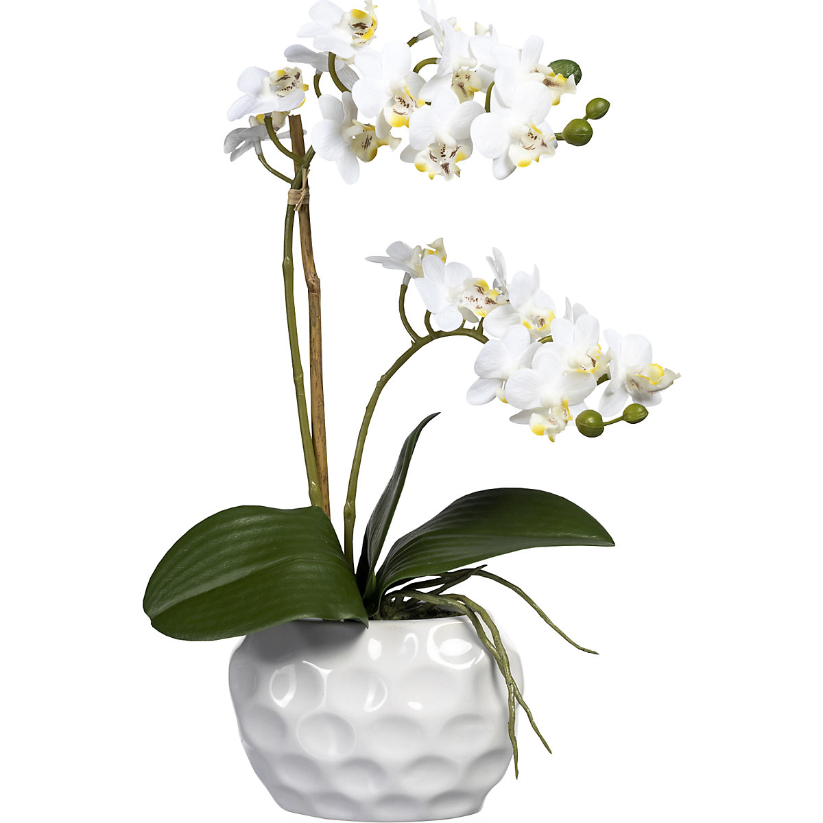 Mini Phalaenopsis (Imagen del producto 4)