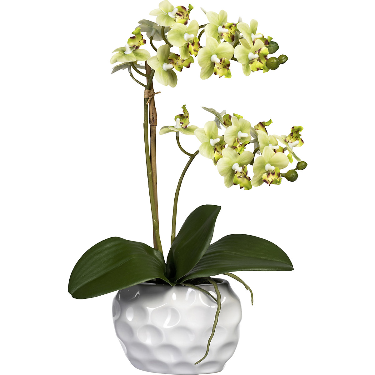 Mini Phalaenopsis (Imagen del producto 6)