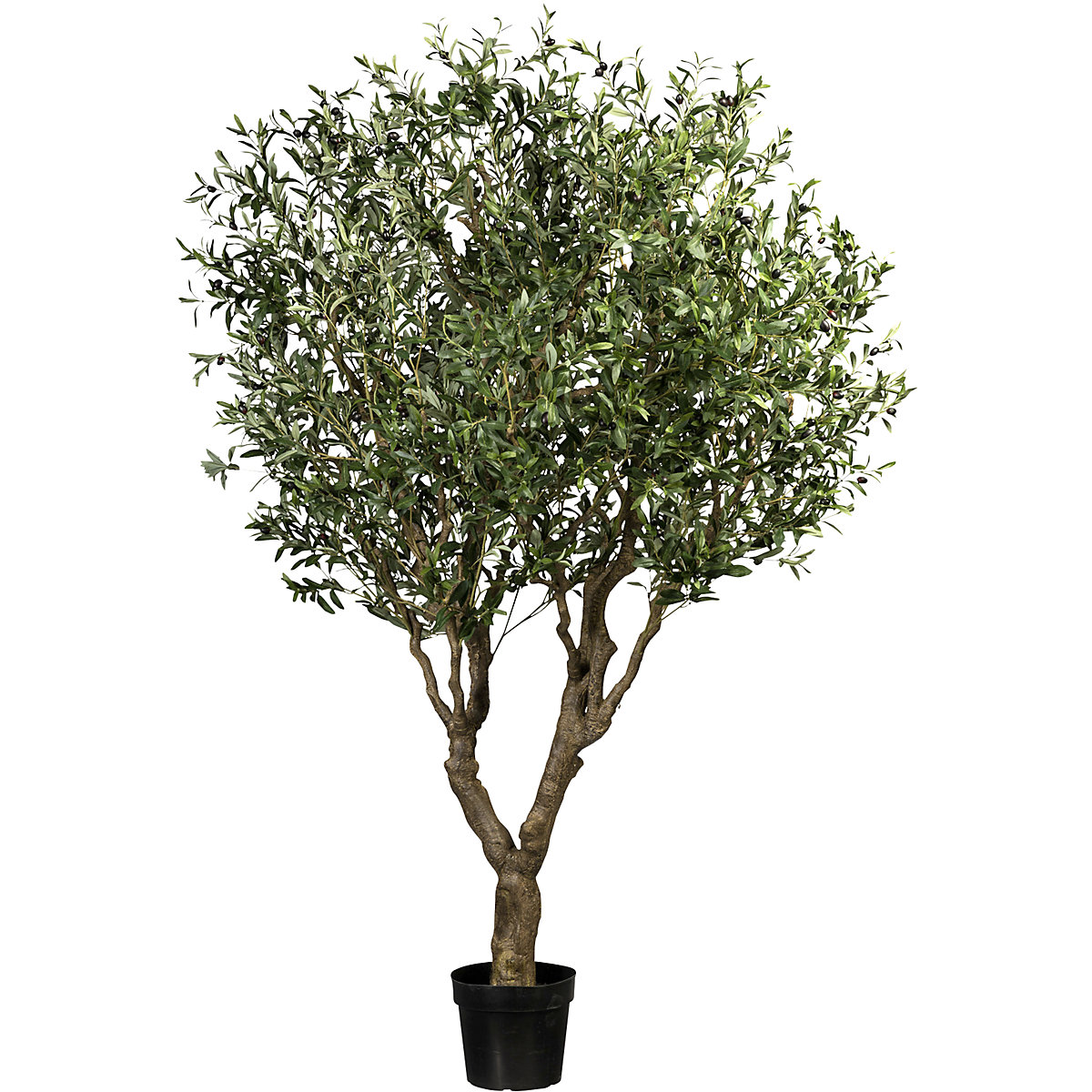 Planta Olivo con maceta h120cm