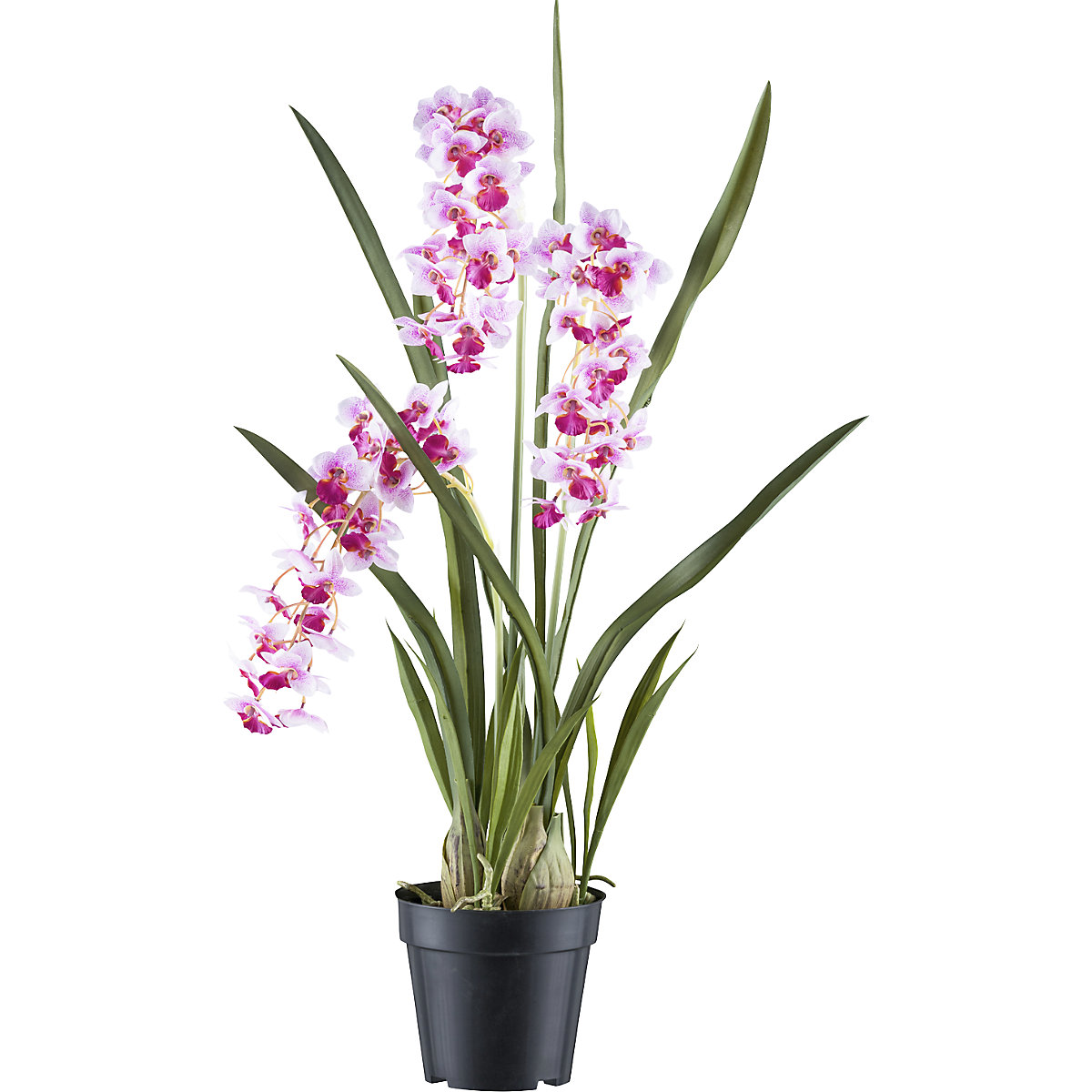 Orquídea Cymbidium orientalis