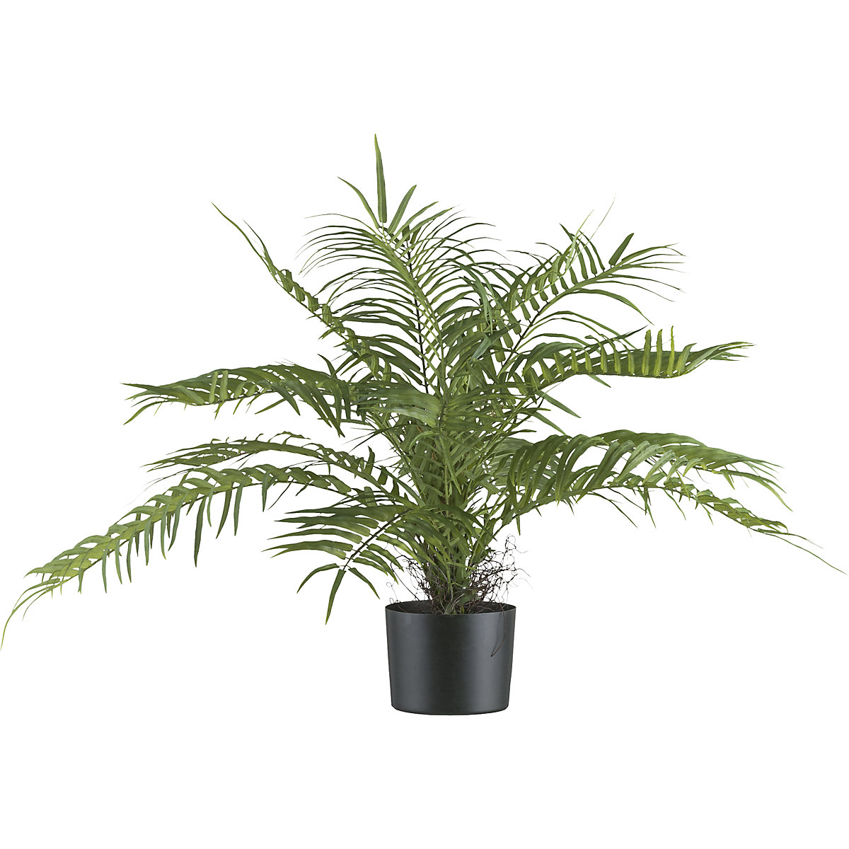 Palmera areca