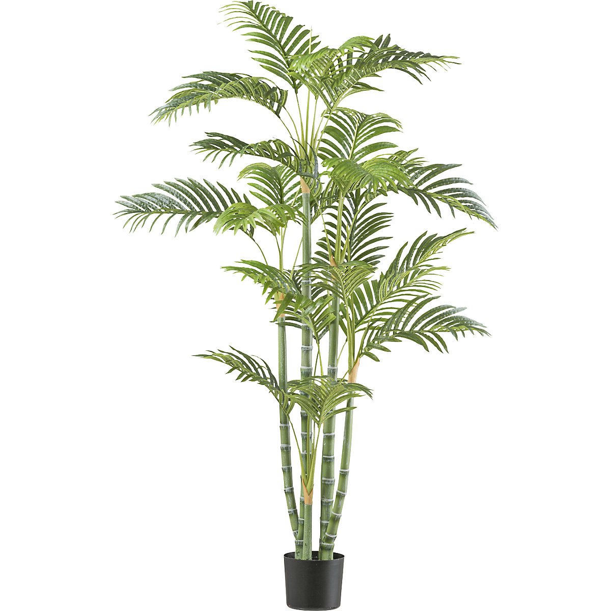 Palmera de bambú