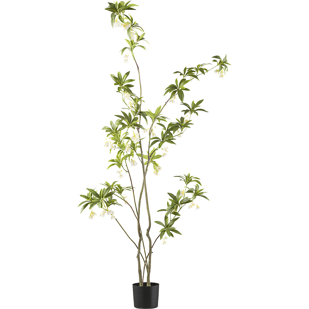 Planta artificial, árbol Elaeocarpus