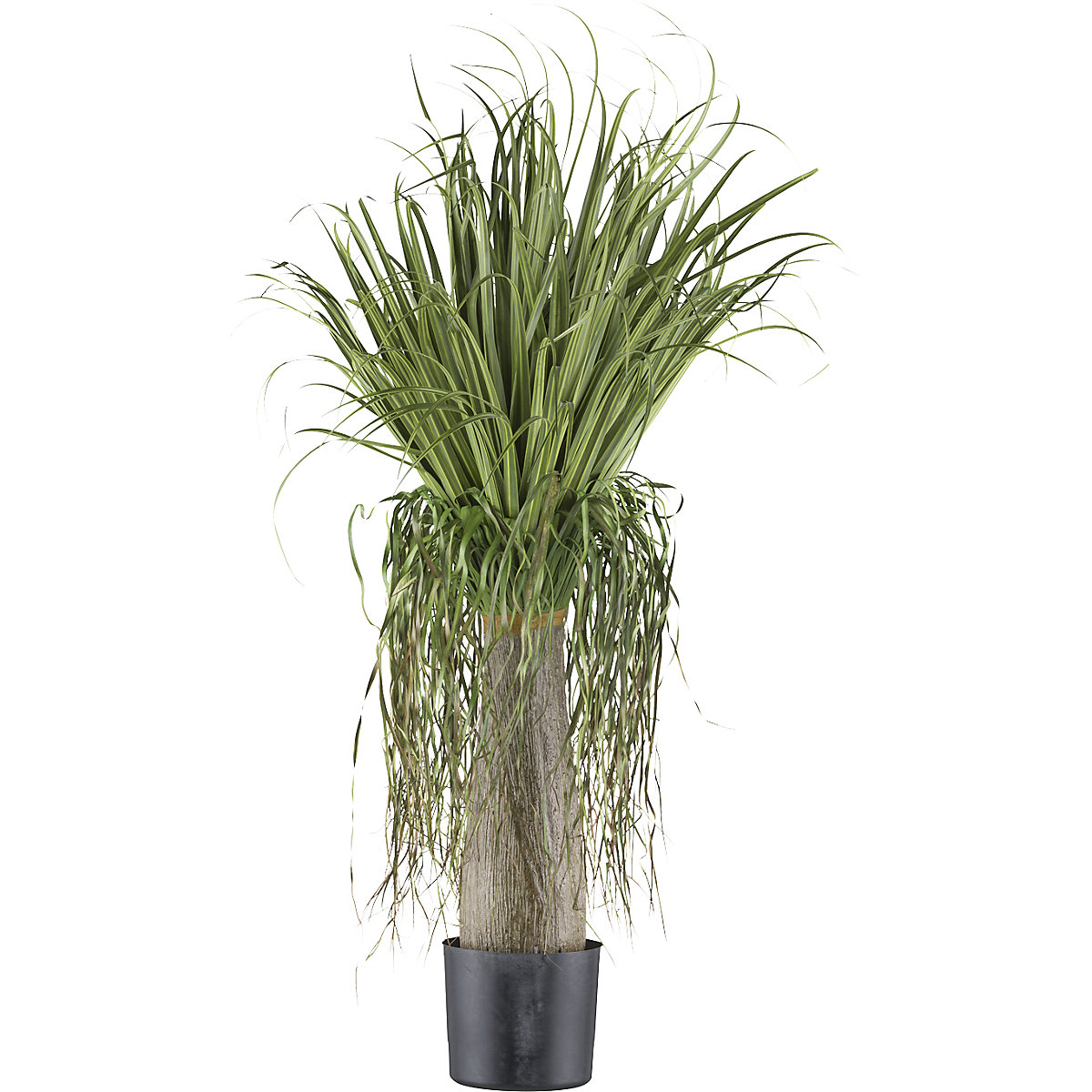 Planta artificial, Beaucarnea