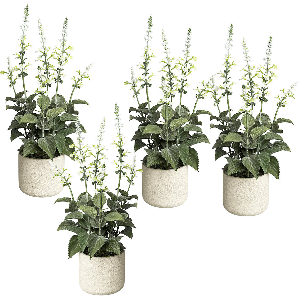 Salvia en maceta de cemento