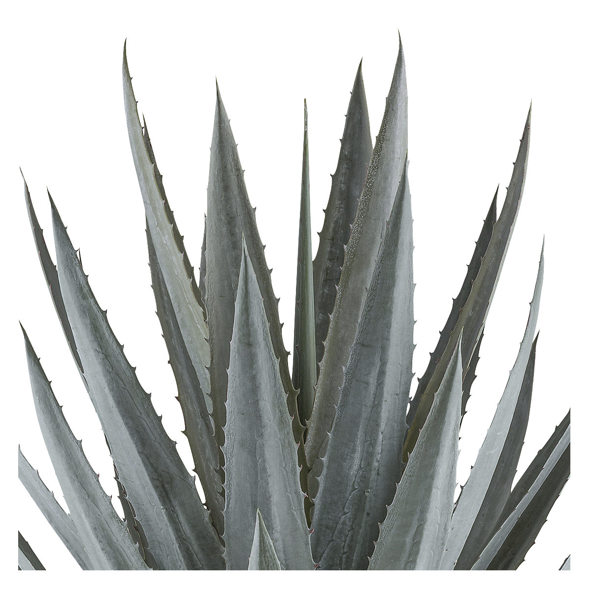 Agave tequilana (Imagem do produto 2)-1