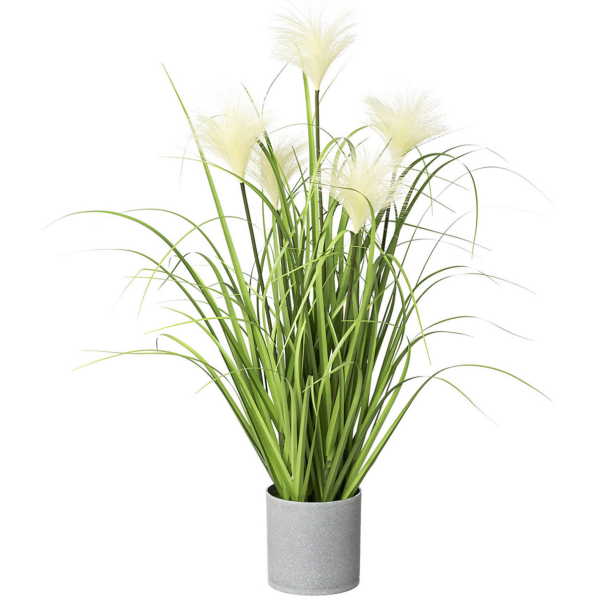 Cyperaceae (Imagem do produto 2)-1