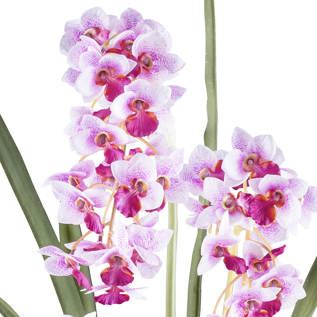 Orquídea Cymbidie orientalis (Imagem do produto 2)-1