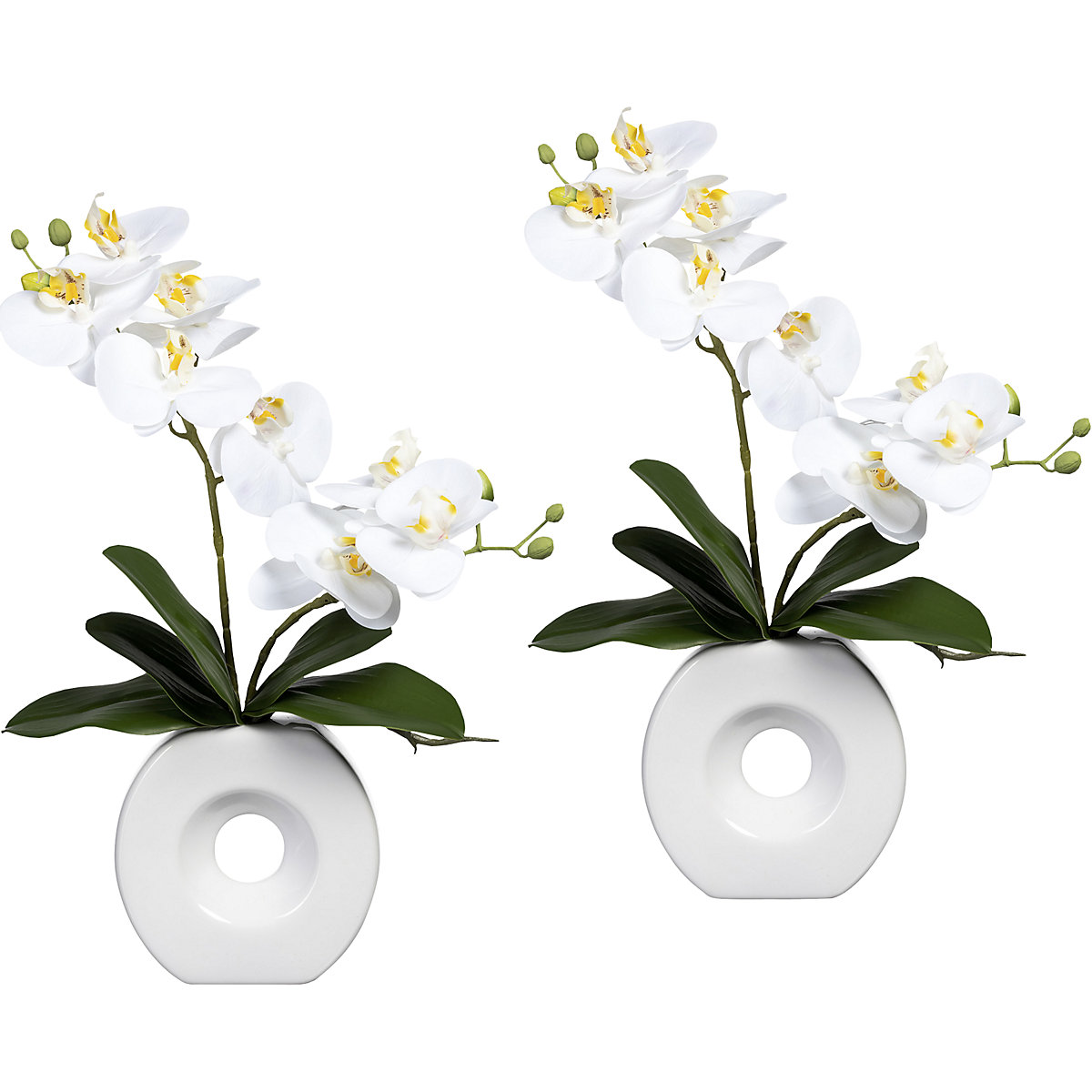 Orquídea, toque real