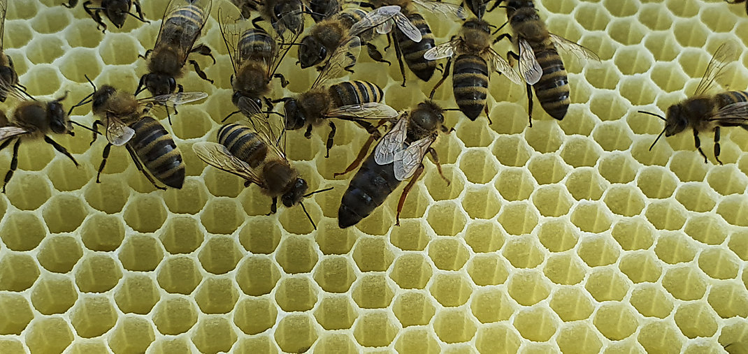 Die KAISER+KRAFT Bienenkönigin